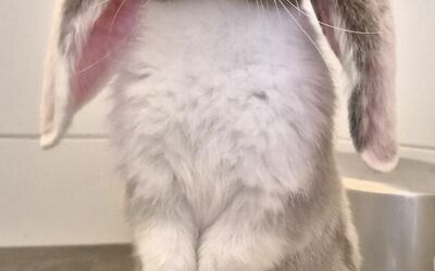 foto-column-maart-2026