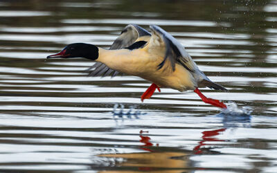 grotezaagbek2adridegroot020125