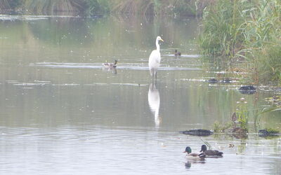 grotezilverreigerdeelen250913p