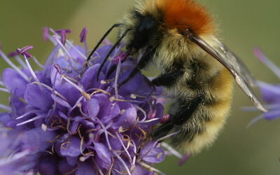 heidehommlblauwkknpzremcohiems