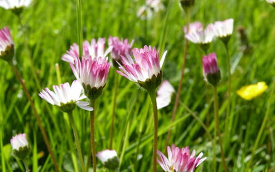 madeliefjemontliboz220514p1360