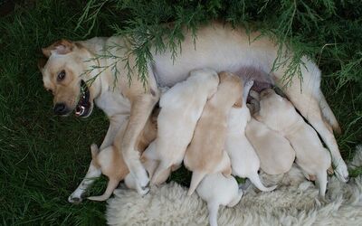 marlenasroczynska-puppies-2186
