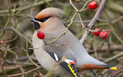 pestvogelhondsroos100121adride