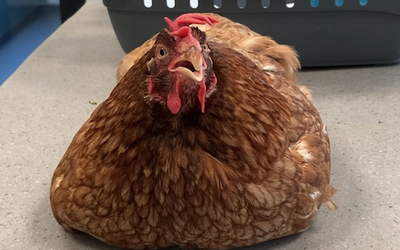 schermafbeelding-2026-01-20-om