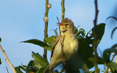 spotvogelstenasaoland0612-(2)