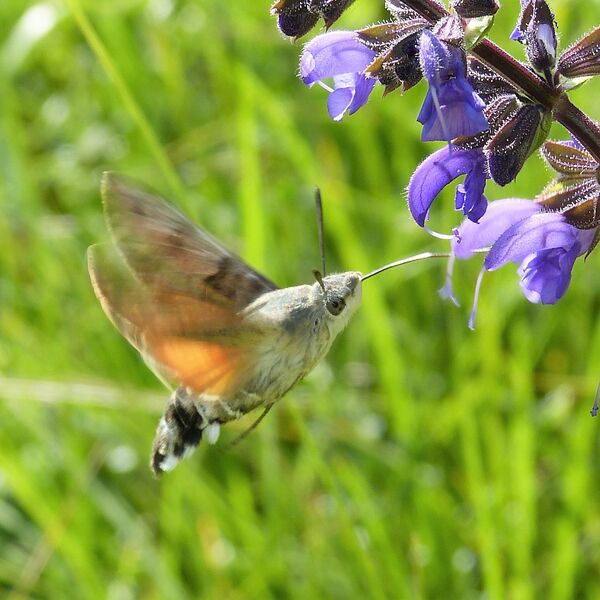 kolibrievlinderesprveldsaliemo