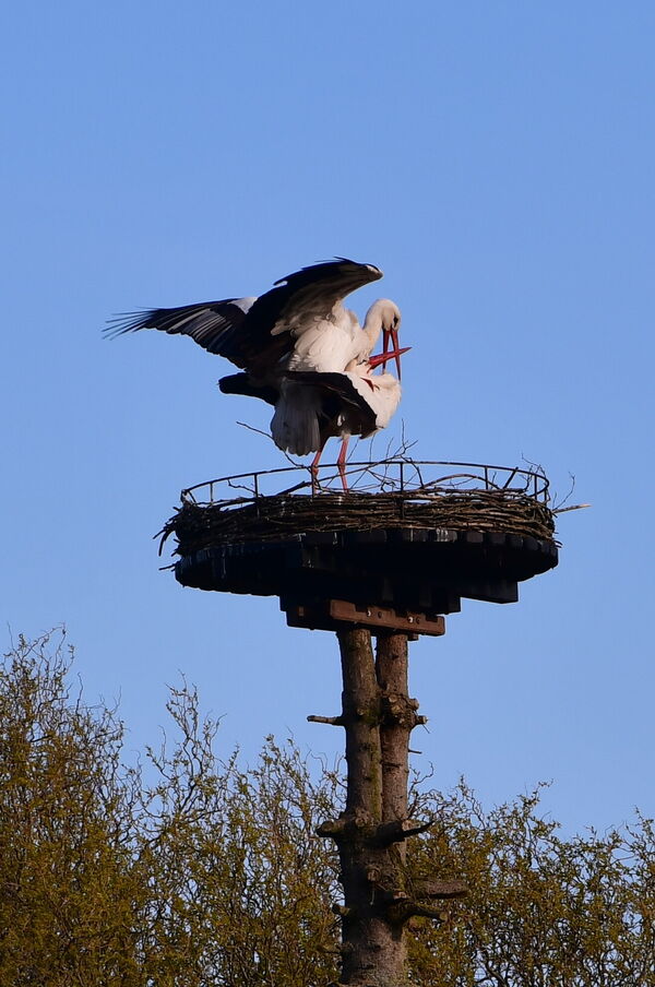 afke-in-putten-007-ooievaarspa