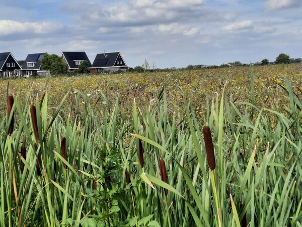 bloemenweide-bij-wiuwert