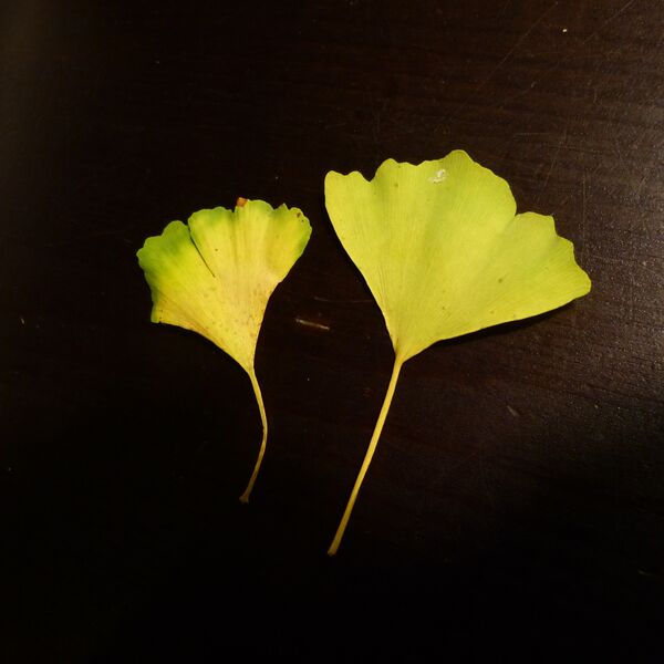 ginkgobilobanieuwwebegraafplaa