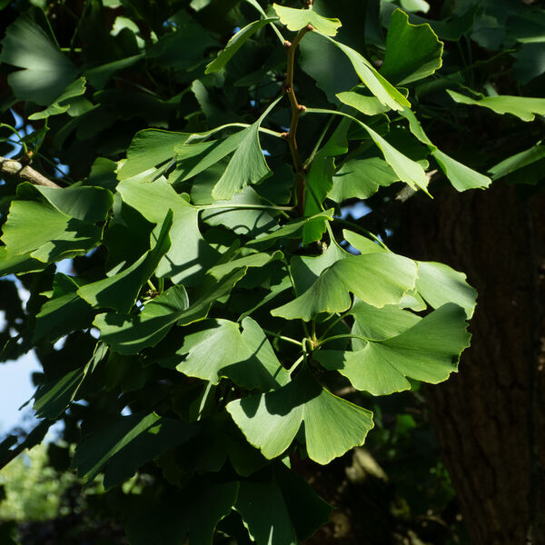 ginkgokalorama310816p1630009