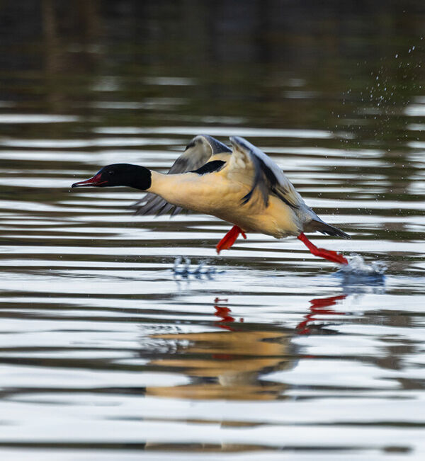 grotezaagbek2adridegroot020125