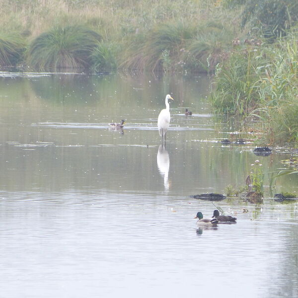 grotezilverreigerdeelen250913p