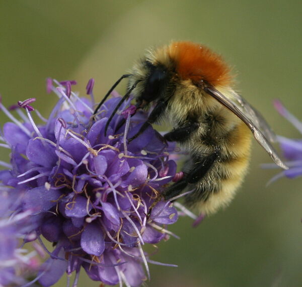 heidehommlblauwkknpzremcohiems