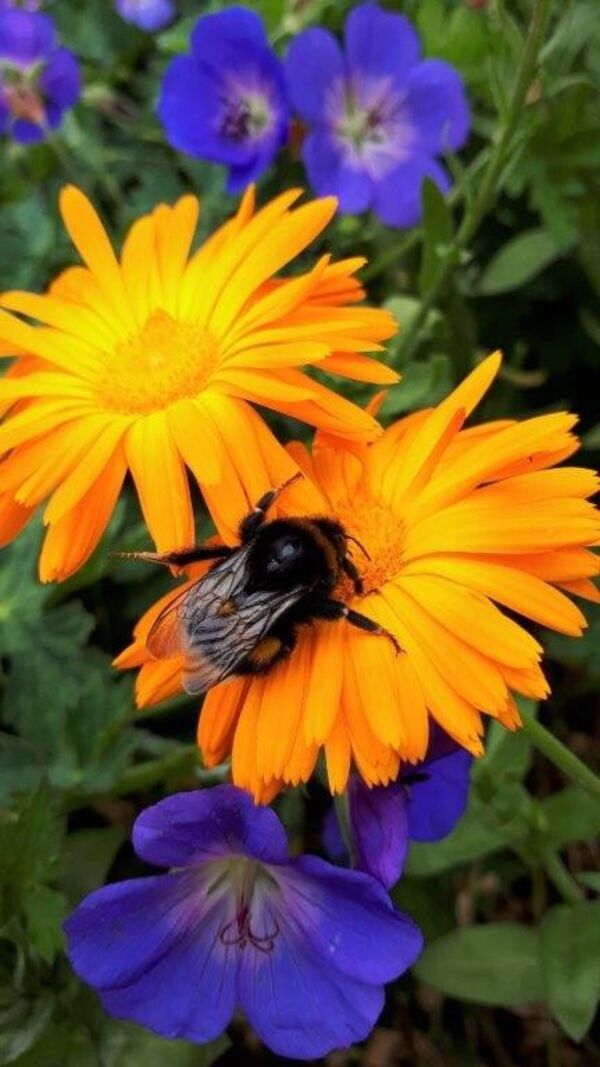 hommel