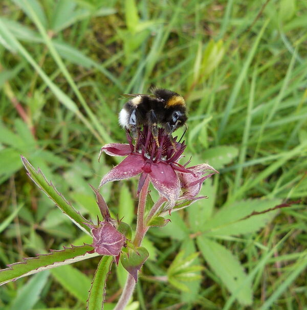 hommelwateraardbeiheechsan12