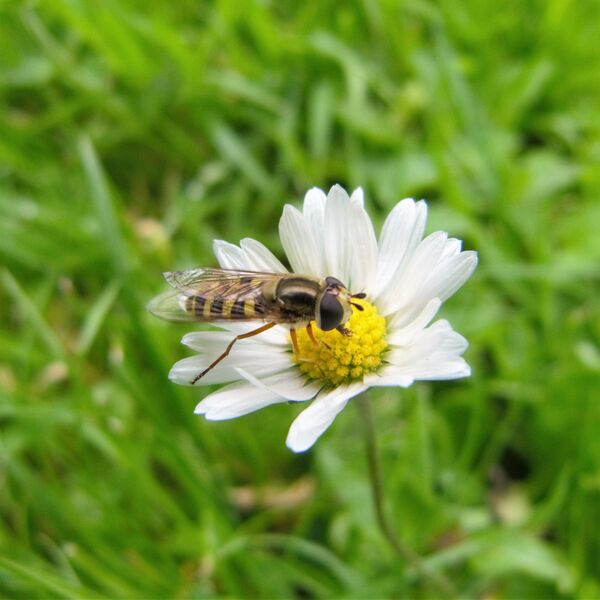 madeliefjebzweefvlieg280616p15