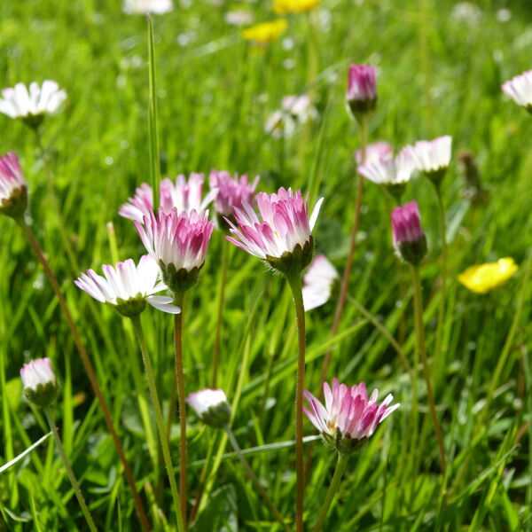 madeliefjemontliboz220514p1360