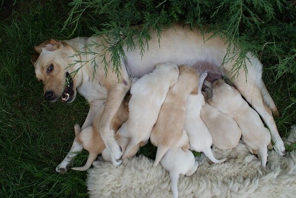 marlenasroczynska-puppies-2186