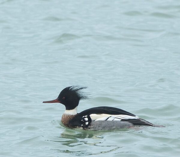 middelstezaagbekmanadridegroot