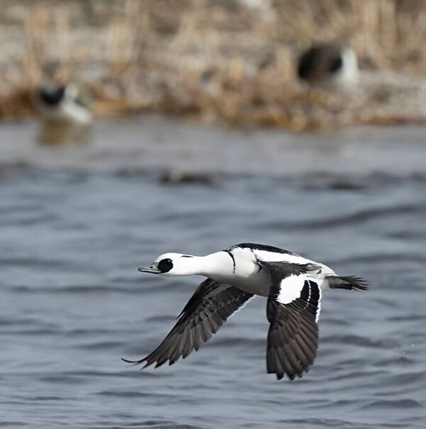 nonnetje2manadridegroot190219