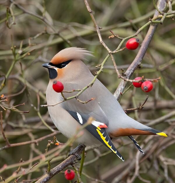 pestvogelhondsroos100121adride