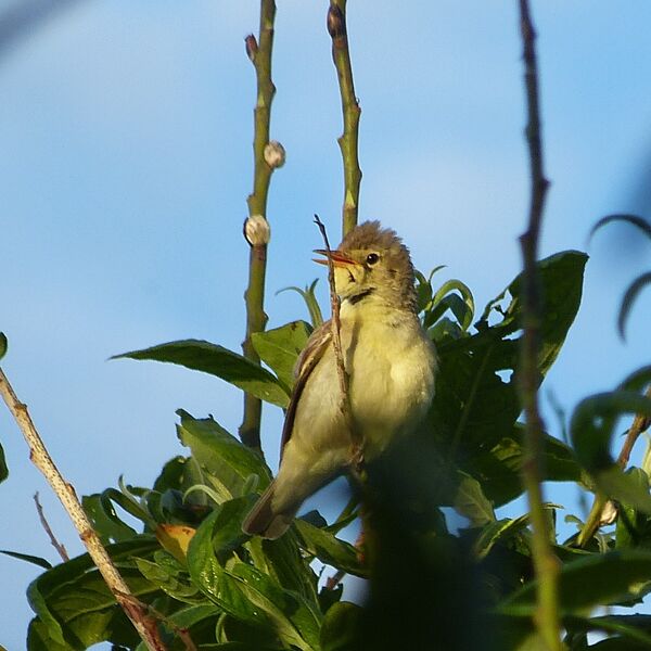 spotvogelstenasaoland0612-(2)