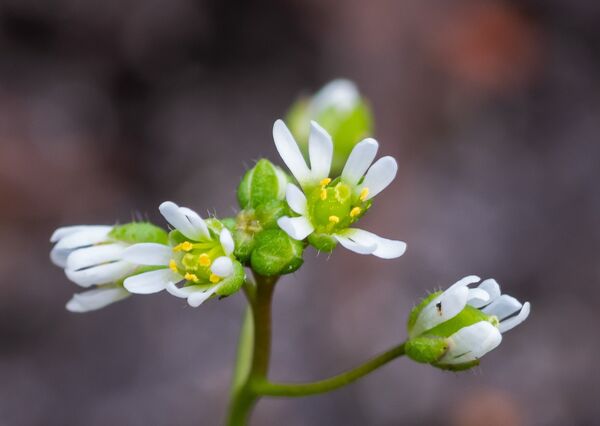 vroegeling2bettykooistra140222